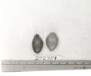 Click for 1 image(s) for this accession. FRUIT